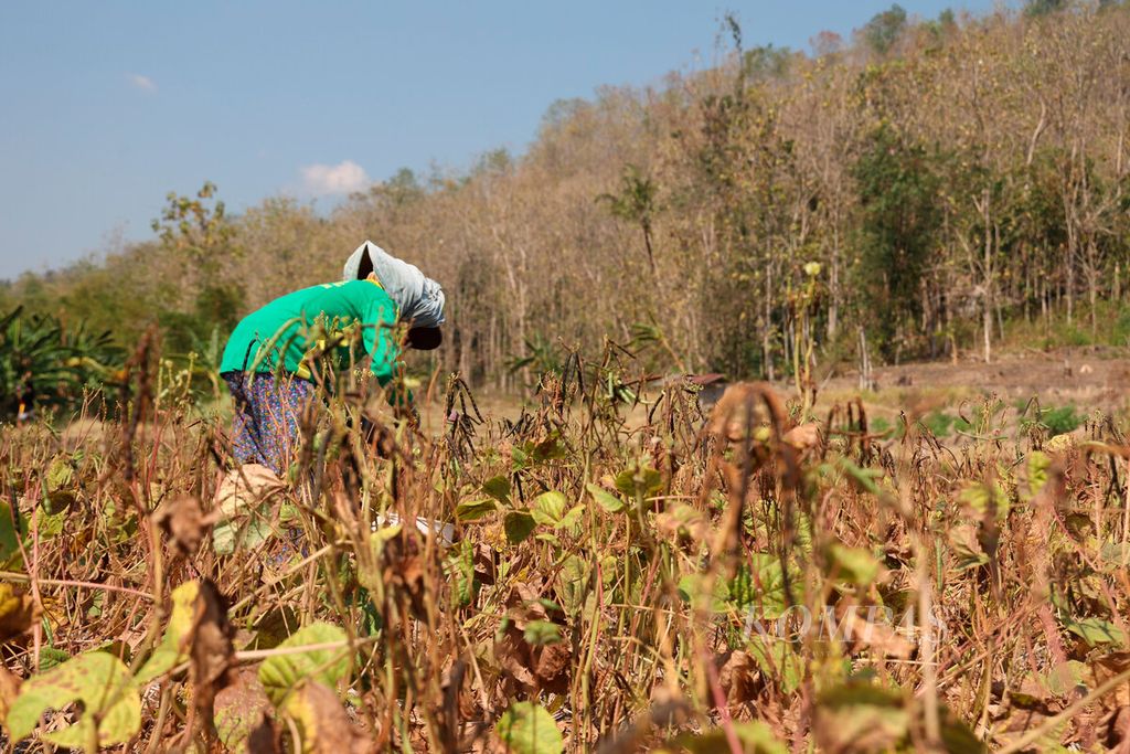 Tanaman kacang hijau menjadi salah satu komoditas pertanian yang banyak ditanam ketika musim kemarau di Kecamatan Ungaran Timur, Kabupaten Semarang, Jawa Tengah, Senin (11/9/2023). 