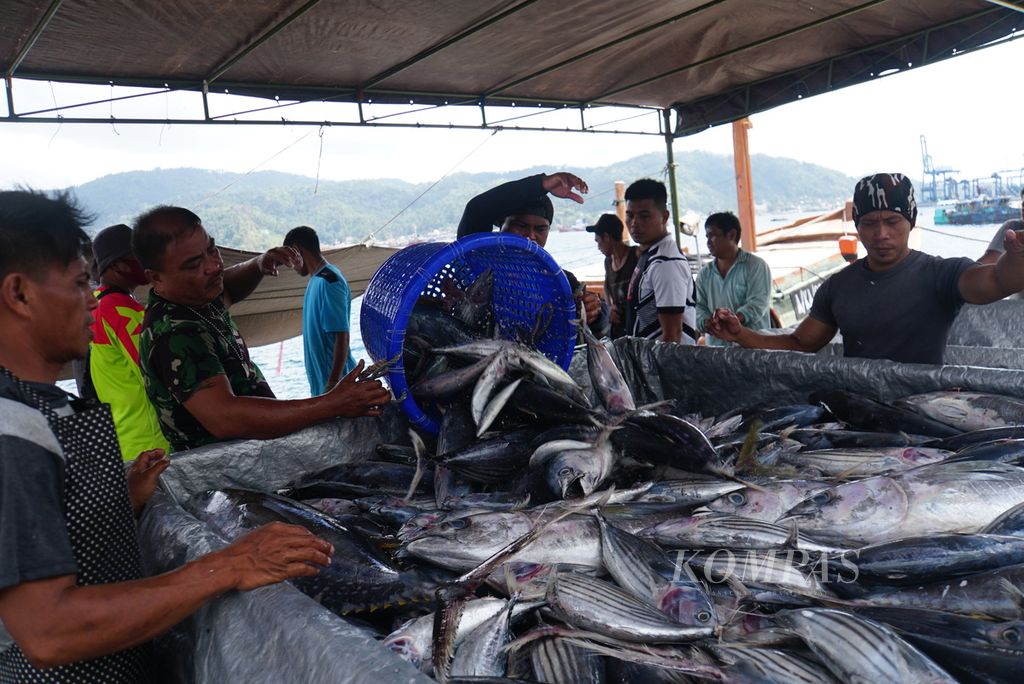 Para pekerja membongkar ikan hasil tangkapan dari Kapal Motor Sentosa XVIII berbobot 131 gros ton di Pelabuhan Perikanan Samudera Bitung, Sulawesi Utara, Jumat (20/10/2023).