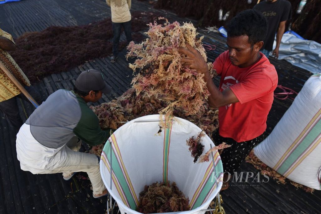 Pekerja memasukkan rumput laut yang telah kering ke dalam karung di Desa Tanjung Aru, Pulau Sebatik, Kabupaten Nunukan, Kalimantan Utara, Sabtu (16/7/2022). 