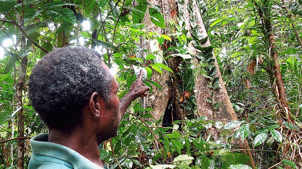 Warga Kampung Sira di Distrik Saifi, Kabupaten Sorong Selatan, Papua Barat, Jumat (10/3), menunjukkan pohon merbau berukuran sedang di dalam hutan desa mereka. Warga Kampung Sira dan tetangganya, Kampung Manggroholo, mendapatkan hak kelola hutan desa pertama di Papua Barat. Hak kelola ini memberi ruang bagi masyarakat untuk memanfaatkan hasil hutan secara lestari.