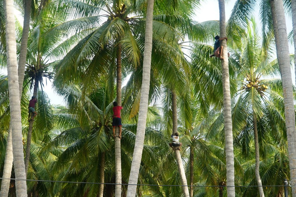 Petani memanjat pohon kelapa bersama-sama dalam rangkaian Festival Budaya Maritim Kepulauan Selayar 2023: Kelapaku Budayaku, Lautku Kehidupanku di Desa Bontolempangan, Kecamatan Buki, Kepulauan Selayar, Sulawesi Selatan, Kamis (30/11/2023). 