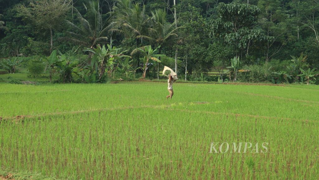 Warga berjalan di sawah di Kecamatan Kawali, Kabupaten Ciamis, Jawa Barat, Selasa (13/6/2023). 
