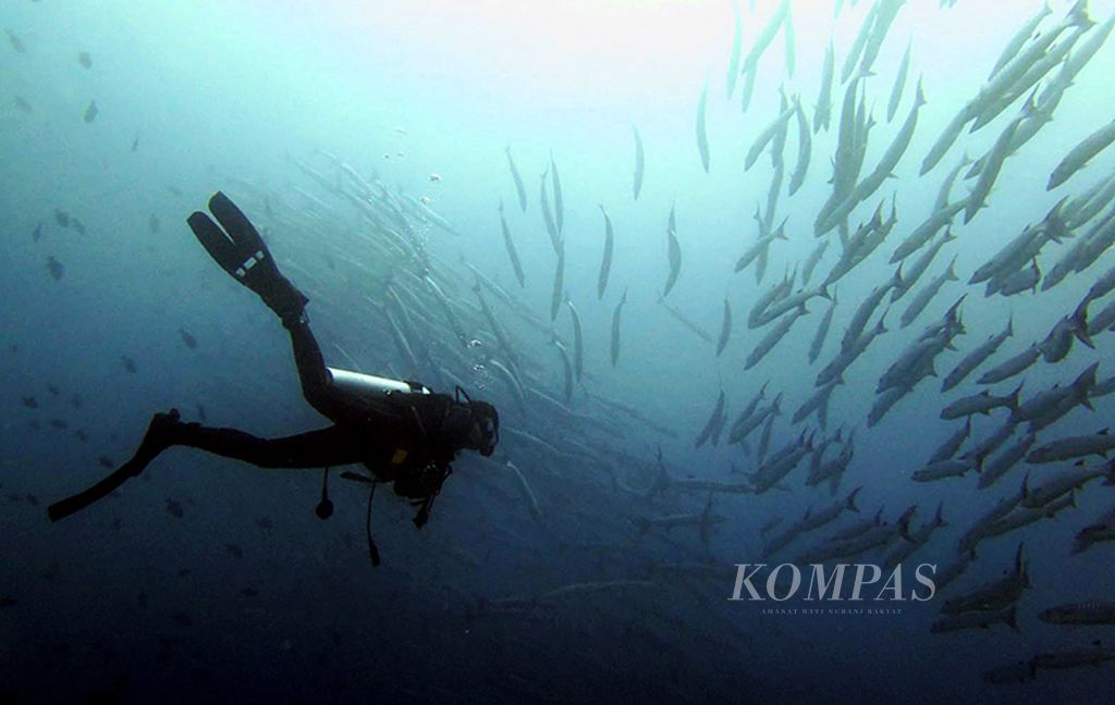 Penyelam menikmati pemandangan gerombolan (<i>schooling</i>) ikan barakuda di titik selam Hoga Channel, Wakatobi, Sulawesi Tenggara, Selasa (11/4). Pengembangan ekowisata Wakatobi harus dilakukan secara hati-hati karena bisa terjebak dalam wisata massal yang mengganggu ekosistem dan masa depan masyarakat setempat yang menggantungkan hidup dari alam. 