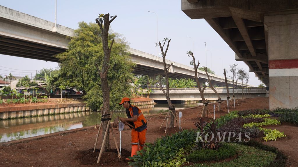 Petugas Penanganan Prasarana dan Sarana Umum (PPSU) Kelurahan Pondok Kelapa memberikan pupuk pada pohon tabebuya di kolong Tol Becakayu, Duren Sawit, Jakarta Timur, Minggu (3/9/2023).