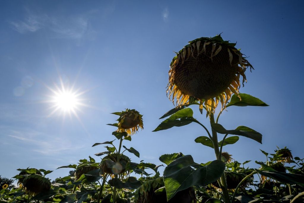 Bunga matahari terlihat di bawah matahari pada 27 Juli 2018 di dekat Gampelen, Swiss. Rekor suhu tinggi telah terdaftar di belahan bumi utara dalam beberapa minggu terakhir, dari Norwegia ke Jepang. 