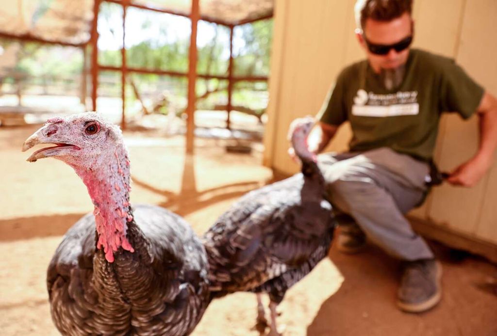 Taylor Flanagan merawat kalkun-kalkun yang diselamatkan dari peternakan di Farm Sanctuary di California Selatan, 5 Oktober 2022. Seiring migrasi burung-burung ke California Selatan, muncul kekhawatiran penyebaran flu burung. 