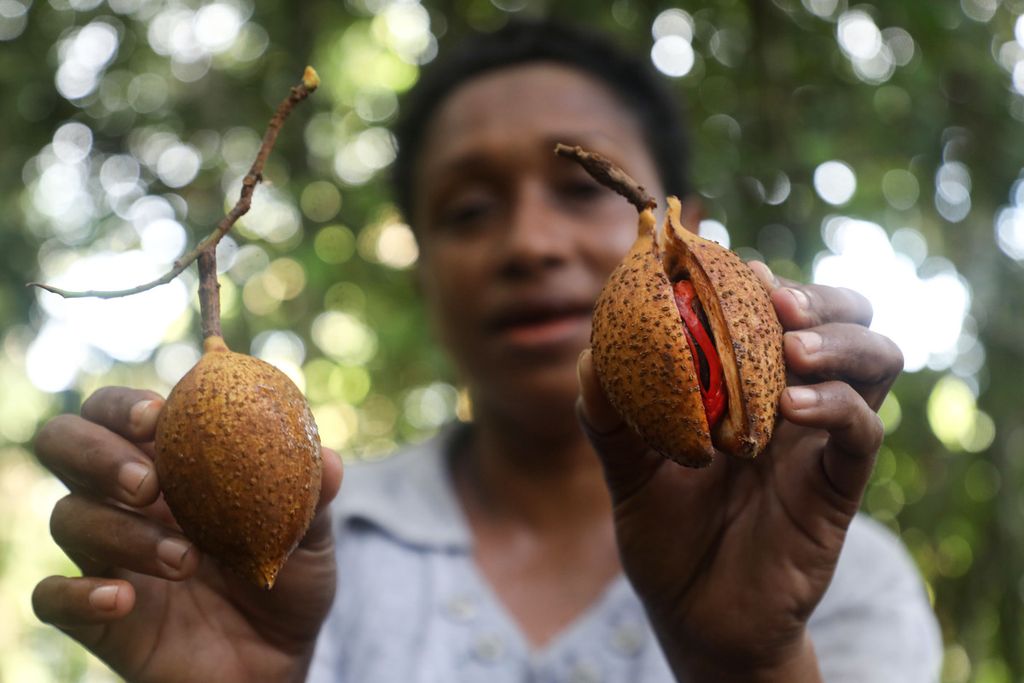Mercy Kabes menunjukkan buah pala yang baru dipetik dari pohon di Kampung Wurkendik, Distrik Fakfak Barat, Kabupaten Fakfak, Papua Barat, Minggu (20/6/2021). 