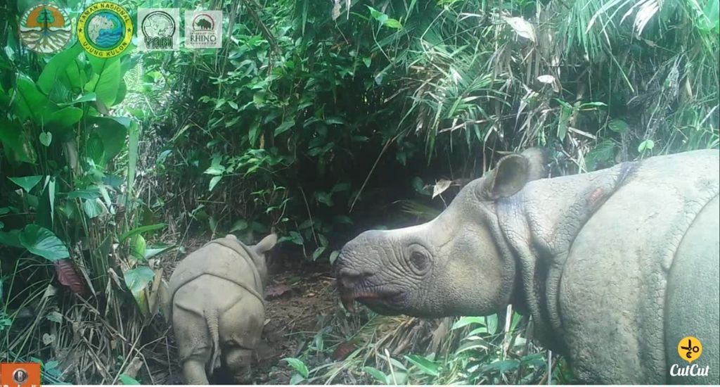 Anak dan induk badak jawa terekam kamera tersembunyi di Taman Nasional Ujung Kulon. Foto dikirim Humas Kementerian Lingkungan Hidup dan Kehutanan pada 20 September 2020.