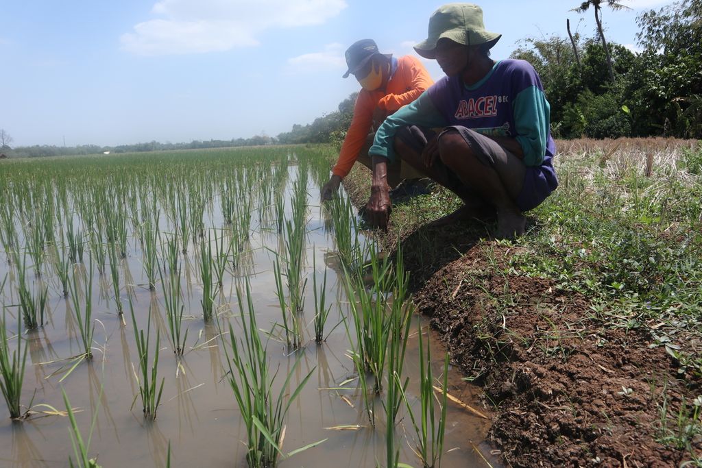 Two farmers show rice 10 days old after planting that has not been fertilized, in Getasan Village, Depok District, Cirebon Regency, West Java, Tuesday (29/9/2020).