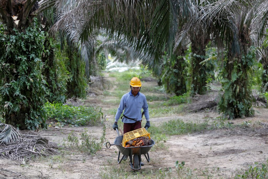Seorang pekerja mengumpulkan buah kelapa sawit di sebuah perkebunan di Bahau, Negeri Sembilan, Malaysia 30 Januari 2019. 