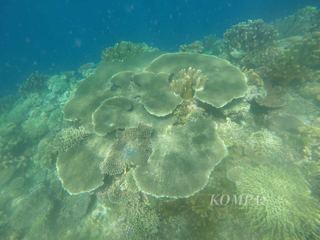 Beragam jenis terumbu karang yang hidup di Taman Laut Olele, Jumat (7/10/2022).