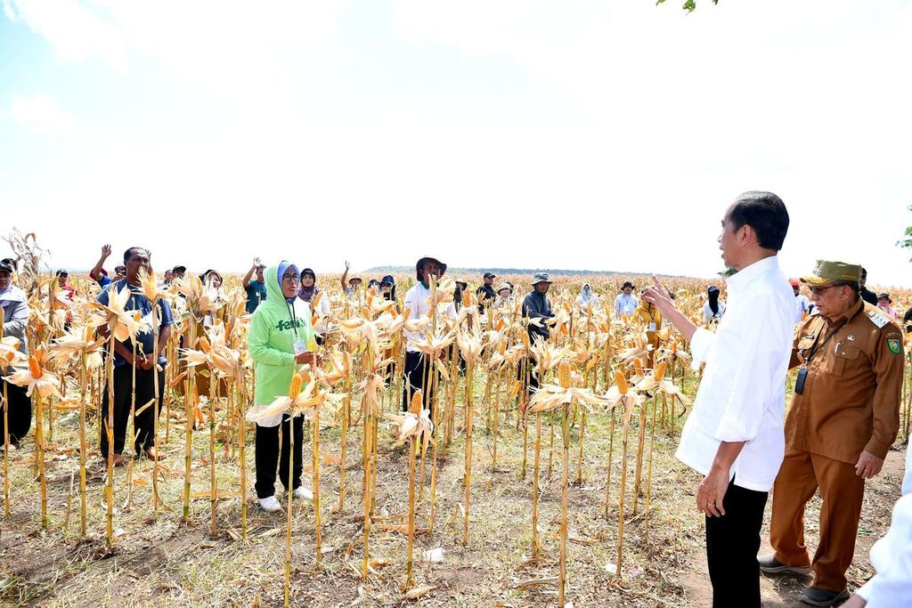 Presiden Joko Widodo meninjau panen jagung di Kelurahan Brang Biji, Kecamatan Sumbawa, Kabupaten Sumbawa, Nusa Tenggara Barat, Kamis (2/5/2024).