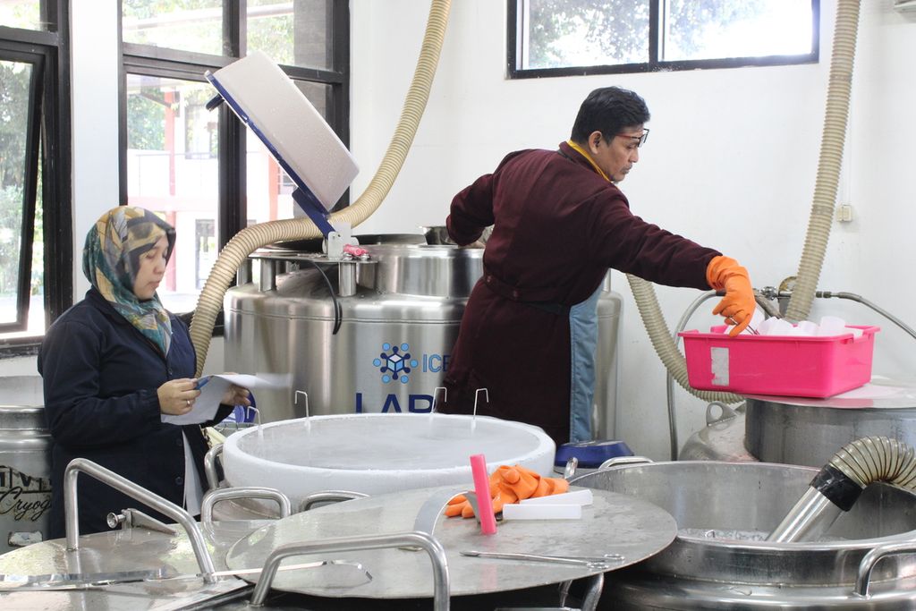 Petugas memeriksa sperma beku yang berada dalam depo penyimpanan di Balai Inseminasi Buatan Lembang, Kabupaten Bandung Barat, Jawa Barat, Rabu (31/5/2023). Fasilitas ini mampu menyimpan hingga 5 juta dosis sperma beku untuk kebutuhan inseminasi buatan.