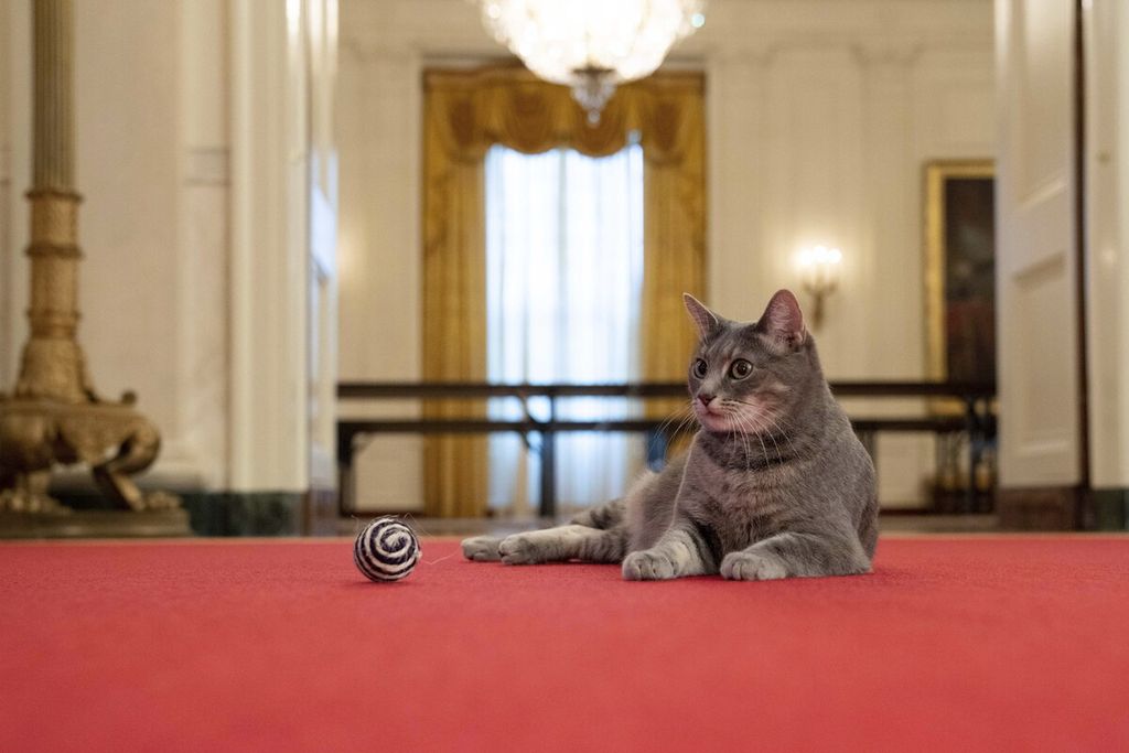 Willow, kucing keluarga Presiden Joe Biden, terlihat di sebuah ruangan di Gedung Putih, Washington DC, Amerika Serikat, 27 Januari 2022. 