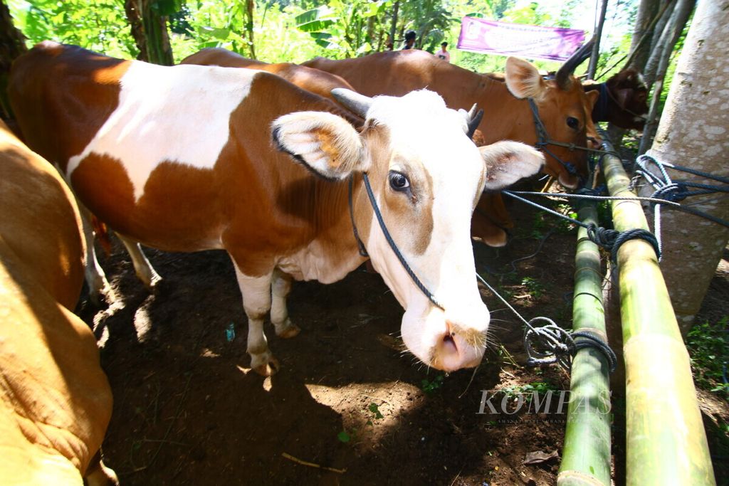 Sejumlah sapi disiapkan untuk mengikuti pengobatan gratis di Kelurahan Boyolangu, Banyuwangi, Selasa (16/6/2020).