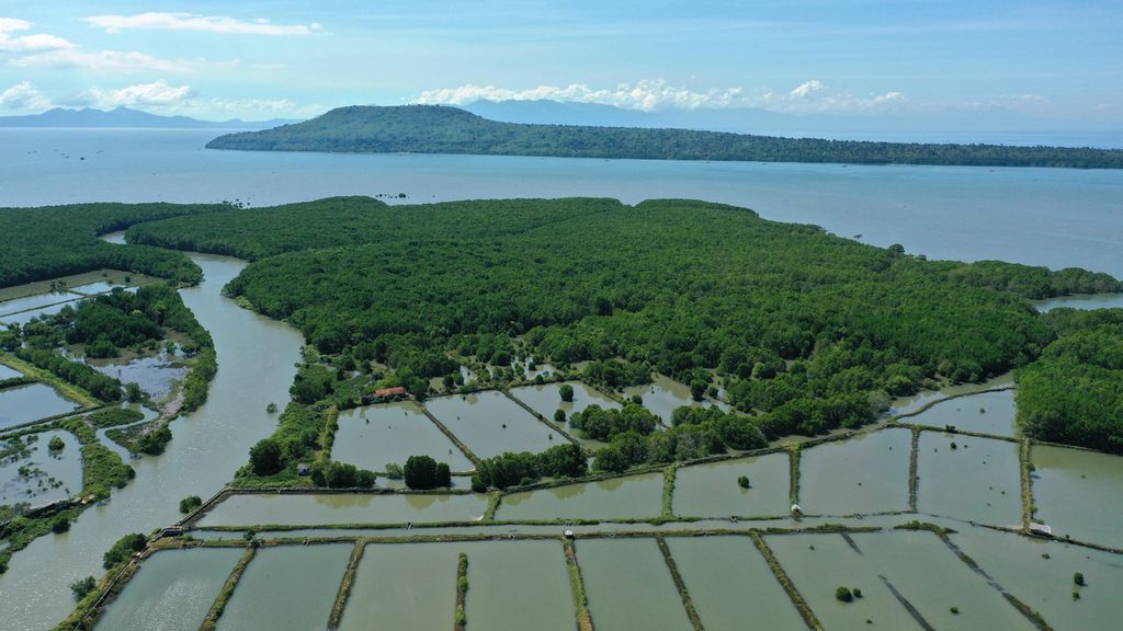 Hutan mangrove yang masuk kawasan Situs Biologi Teluk Pangpang di Desa Wringinputih, Kecamatan Muncar, Banyuwangi, Jawa Timur, Selasa (31/5/2022). Kawasan pesisir Teluk Pangpang merupakan sabuk hijau mangrove yang ditetapkan sebagai salah satu ekosistem penting di Indonesia.