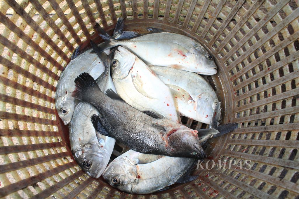 Ikan hasil budidaya keramba jaring apung di atas Teluk Ambon, Maluku, Jumat (8/9/2023). Dari keramba itu, pengunjung dapat memilih aneka jenis ikan segar untuk diolah di tempat makan yang juga dikelola Kelompok Perikanan Lalosi. Menurut Permendag, ikan merupakan salah satu jenis sembako atau bahan pokok. 