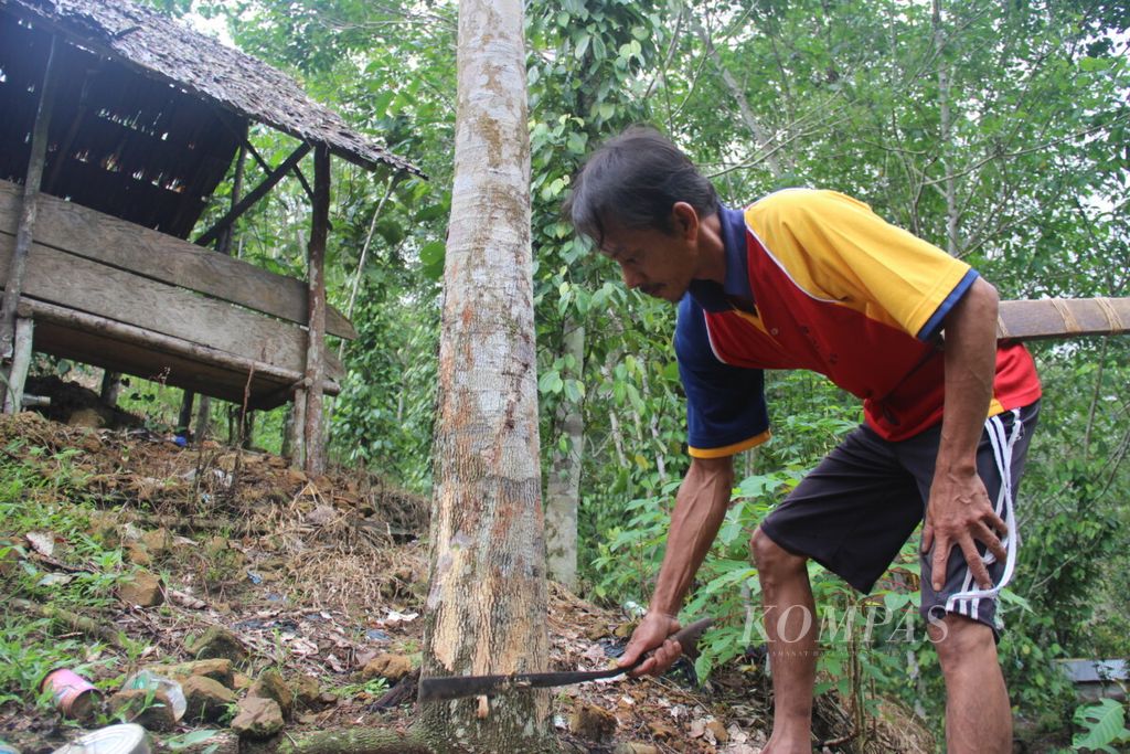 Petani karet di Kalimantan Barat membersihkan kebun karetnya.