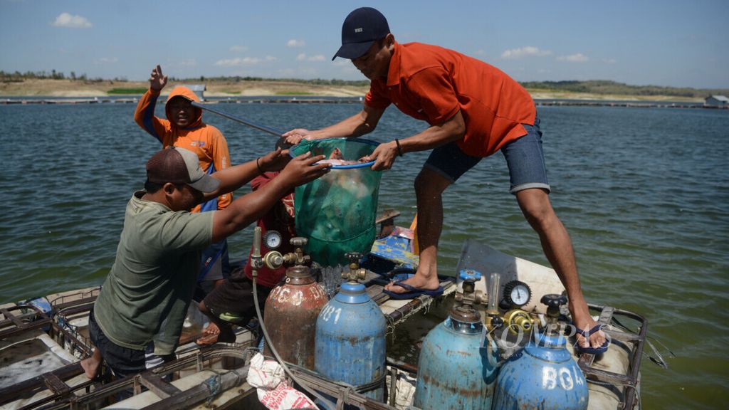 Nelayan memindahkan ikan air tawar hasil panen dari keramba jaring apung di Waduk Kedung Ombo, Desa Ngargotirto, Kecamatan Sumberlawang, Sragen, Jawa Tengah, awal Agustus 2019. 