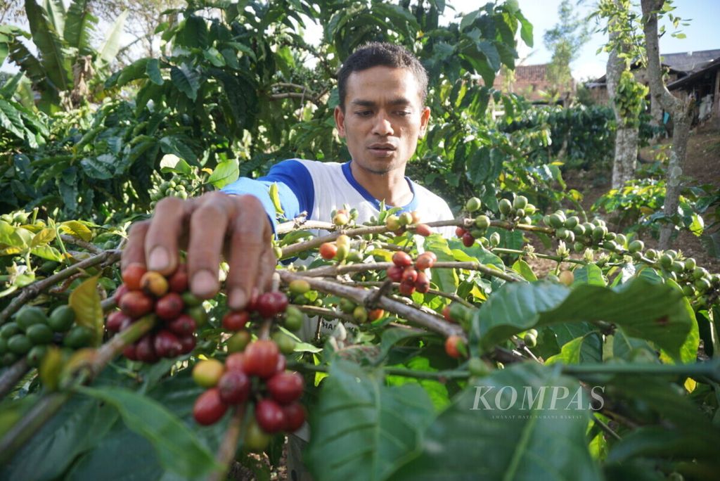 M Syafei (39), a coffee farmer in Tambak Jaya Village, Way Tenong District, West Lampung, Lampung, sorts out ripe coffee beans on the tree, Friday (8/2/2019).