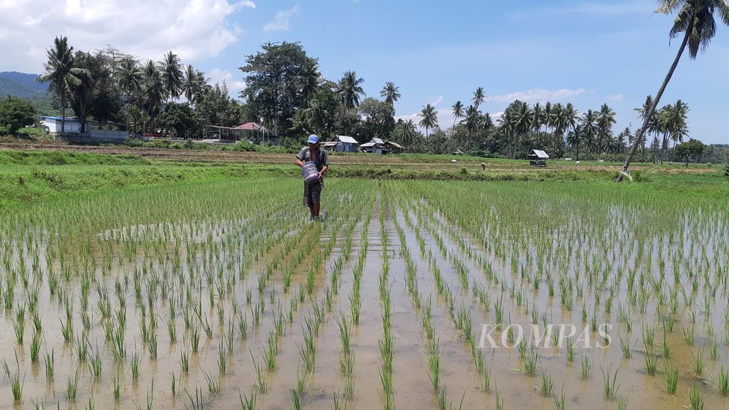 Seorang petani di Desa Lolu, Kecamatan Sigi Biromaru, Kabupaten Sigi, Sulteng, Minggu (21/8/2022), menabur pupuk di sawahnya. Meskipun produksi beras terakhir meningkat, masalah ketersediaan pupuk bersubsidi belum bisa diatasi.