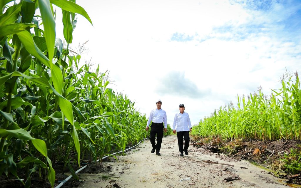Menteri Pertanian Andi Amran Sulaiman memantau perkembangan jagung yang sudah ditanam lebih kurang satu bulan di lokasi singkong dalam program <i>food estate</i>, Senin (11/12/2023).