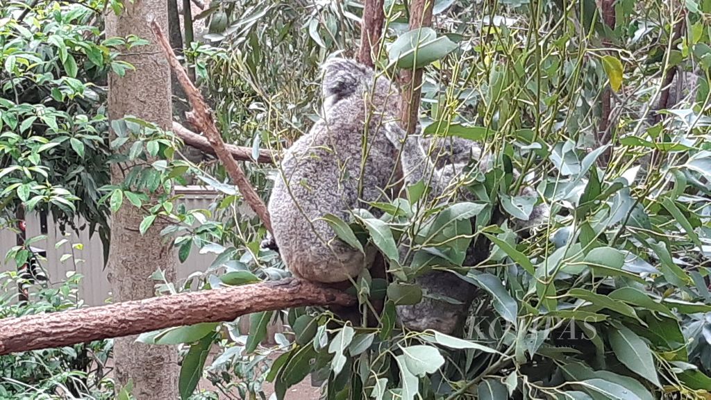 Seekor induk koala dan anaknya tidur siang di Suaka Margasatwa Currumbin, Gold Coast, Australia, Sabtu (25/11/2023).