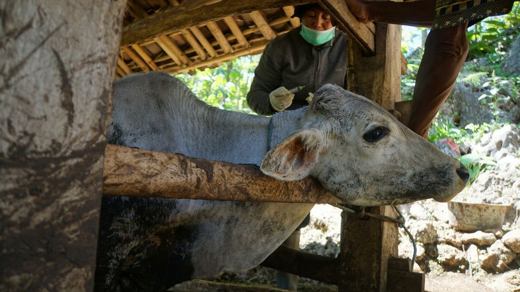 Petugas menyuntikkan antibiotik kepada sapi yang berada di Desa Pucanganom, Kecamatan Rongkop, Kabupaten Gunung Kidul, Daerah Istimewa Yogyakarta, Sabtu (18/1/2020).
