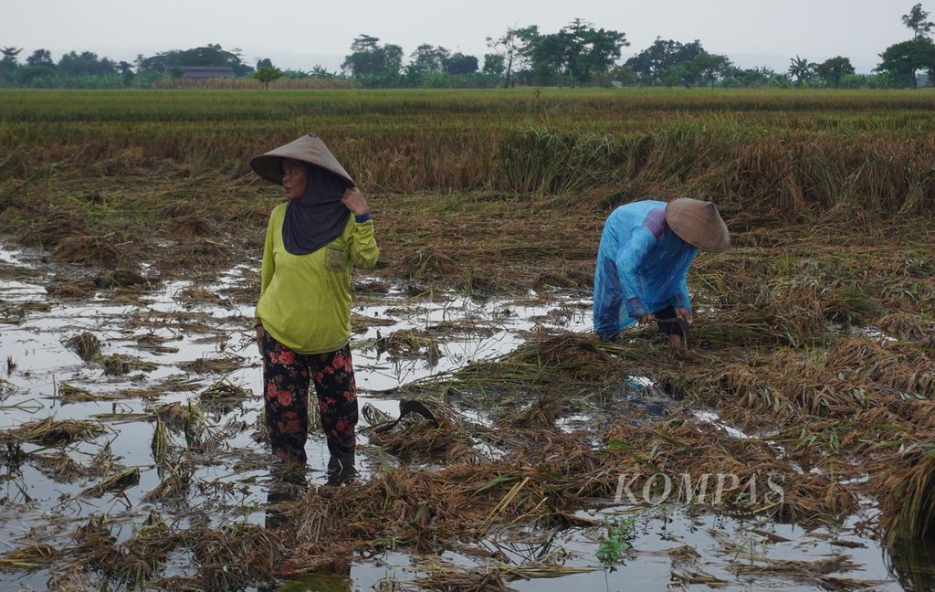 Berdasarkan catatan pemerintah setempat, sedikitnya 3.280 hektar lahan tanam padi di Demak terdampak genangan banjir. Dari jumlah tersebut, sedikitnya 1.975 hektar puso.