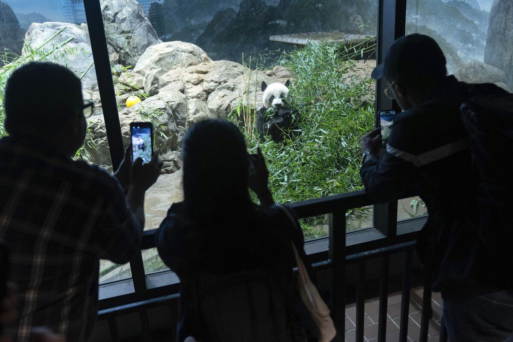 Para pengunjung tengah melihat dan mengambil foto panda bernama Mei Xiang di Smithsonian National Zoo, Washington, AS, Kamis (28/9/2023). Mei Xiang dan pasangannya, Tian Tian, serta anaknya, Xiao Qi Ji, akan kembali ke China bulan Desember karena perjanjian sewanya sudah selesai dan belum diperpanjang.