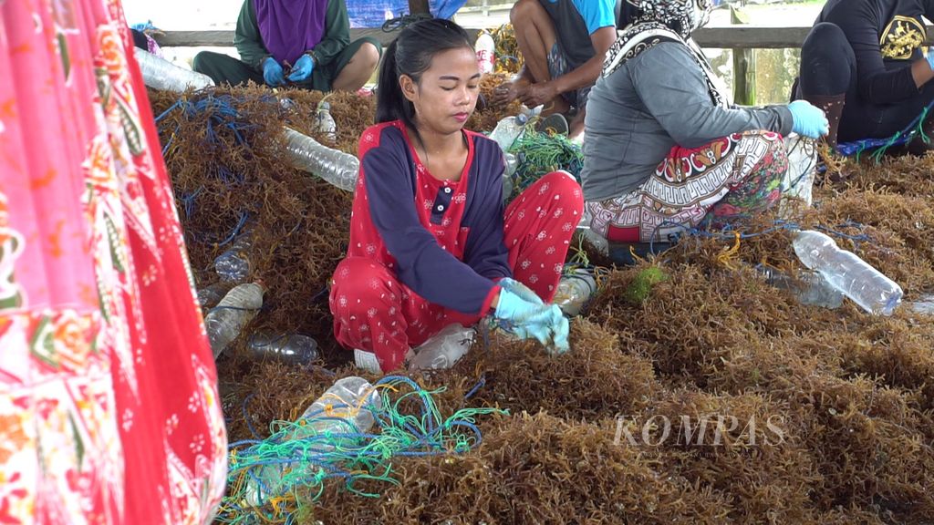Para pembudidaya rumput laut sedang mengaitkan bibit rumput laut pada seutas tali di tepi Pantai Amal, Kota Tarakan, Kalimantan Utara, Sabtu (24/9/2022).