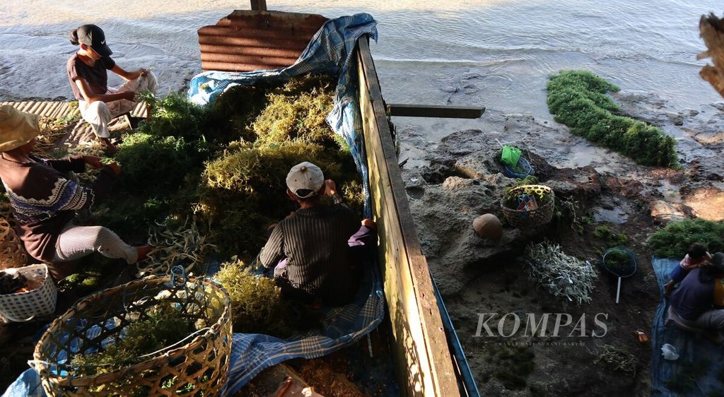 Aktivitas petani rumput laut di Nusa Lembongan, Kecamatan Nusa Penida, Kabupaten Klungkung, Jumat (8/7/2022). 