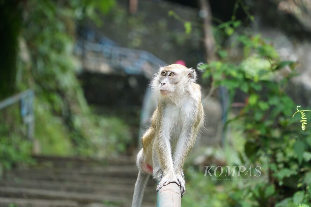 Seekor karo atau monyet ekor panjang (<i>Macaca fascicularis</i>) sedang bermain di pagar jalan kawasan Gunung Padang, Kelurahan Batang Arau, Padang Selatan, Padang, Sumatera Barat, Kamis (21/7/2019).