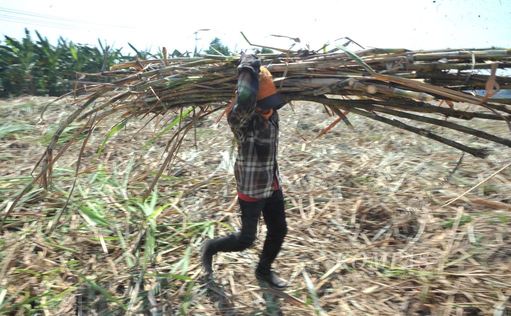Buruh membawa batang tebu yang baru dipanen menuju truk di Kecamatan Waru, Sidoarjo, Jawa Timur, Sabtu (11/7/2020). Buruh panen tebu tersebut didatangkan dari Grati, Pasuruan. Untuk memanen tebu sebanyak satu truk, mereka dibayar Rp 50.000. Tebu-tebu yang dipanen untuk memenuhi produksi gula di PG Candi Baru.