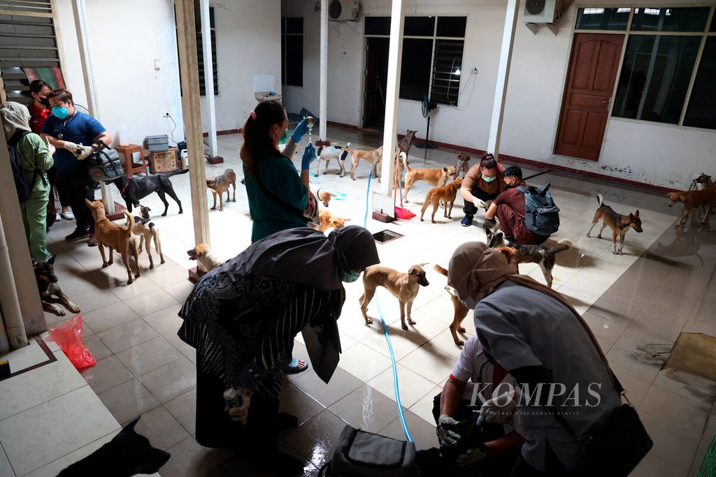 Sukarelawan berada di antara kawanan anjing yang berhasil diselamatkan polisi dan aktivis Animal Hope Shelter Indonesia, Selasa (9/1/2024), di sebuah tempat di Kota Semarang, Jawa Tengah.