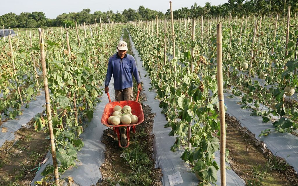 Petani membawa hasil panen melon di Desa Rantau Indah, Kecamatan Dendang, Tanjung Jabung Timur, Jambi, Jumat (21/10/2022). 