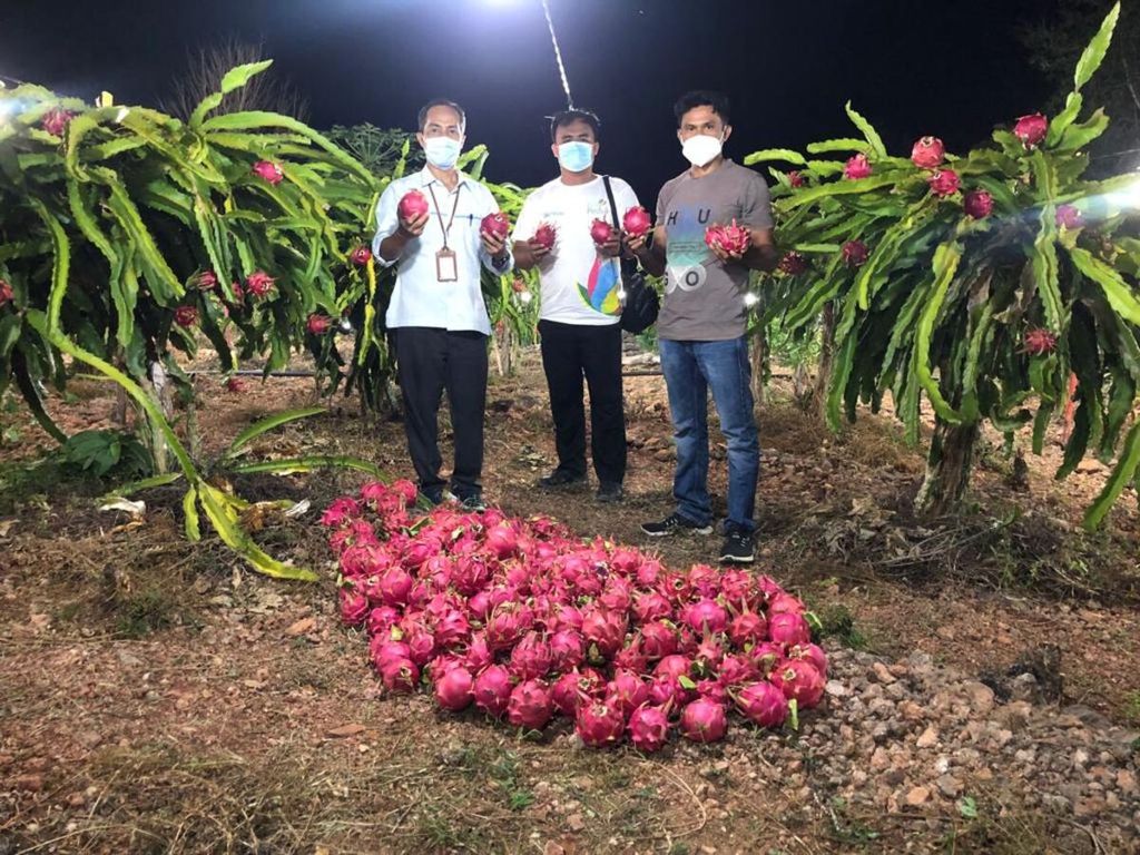 Petugas PLN dan staf Pemkab Timor Tengah Utara sedang berpose di depan buah naga yang telah dipanen di kebun Naga Fatoin Kecamatan Insana, Timor Tengah Utara, NTT, Sabtu (16/10/2021).
