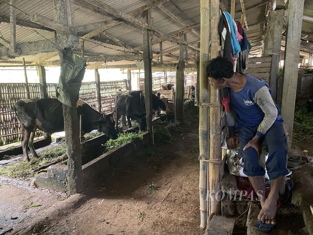 Peternak menengok sapi-sapinya yang terpapar penyakit mulut dan kuku (PMK) di sebuah kandang komunal di Desa Kalisidi, Kecamatan Ungaran Barat, Kabupaten Semarang, Jawa Tengah, Kamis (2/6/2022). 