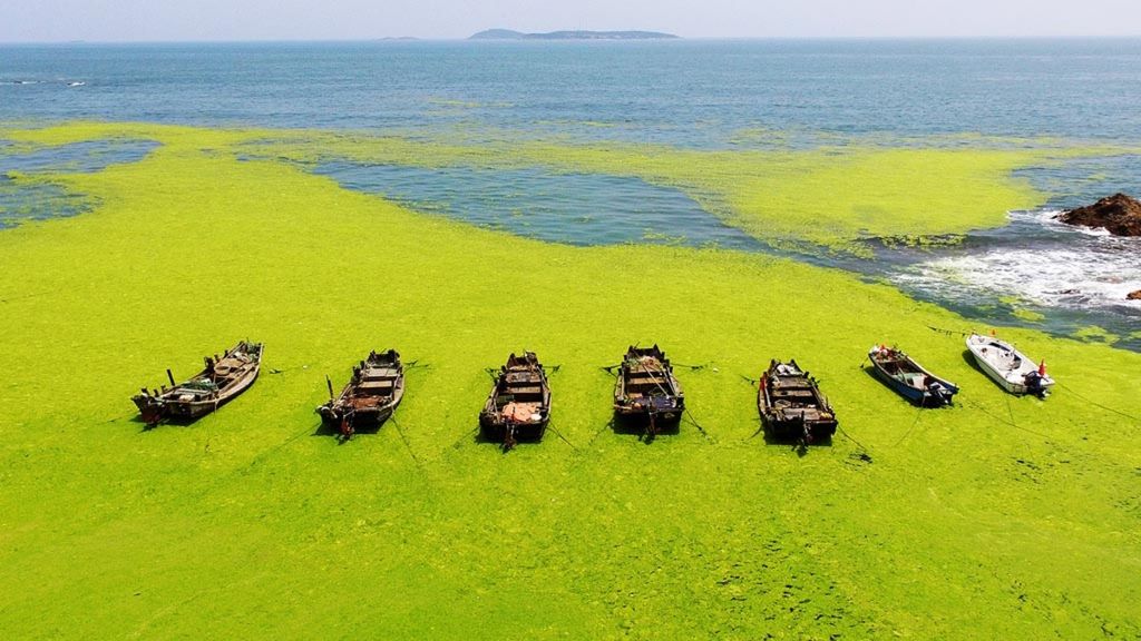 Sejumlah perahu ditambatkan ditengah-tengah hamparan alga yang memenuhi teluk di Qingdao, Provinsi Shandong, China, Kamis (11/7/2019). Mekarnya ganggang berwarna hijau cerah itu merupakan fenomena tahunan di sepanjang garis pantai Shandong. Fenomena tahunan itu terjadi sejak 2008. Banyak orang menduga bahwa peristiwa itu terjadi karena menghangatnya suhu air laut dan pertanian rumput laut oleh warga di lepas pantai.