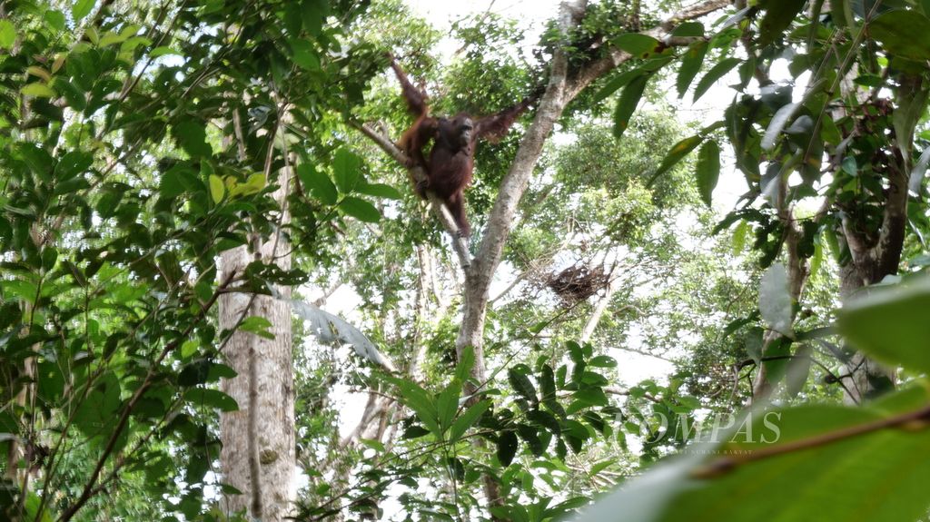 Tempat pemberian makan orangutan di dalam kawasan Taman Nasional Tanjung Puting, Pangkalan Bun, Kabupaten Kotawaringin Barat, Kalimantan Tengah, merupakan salah satu obyek wisata yang bisa dinikmati ketika berkunjung ke Kalimantan.