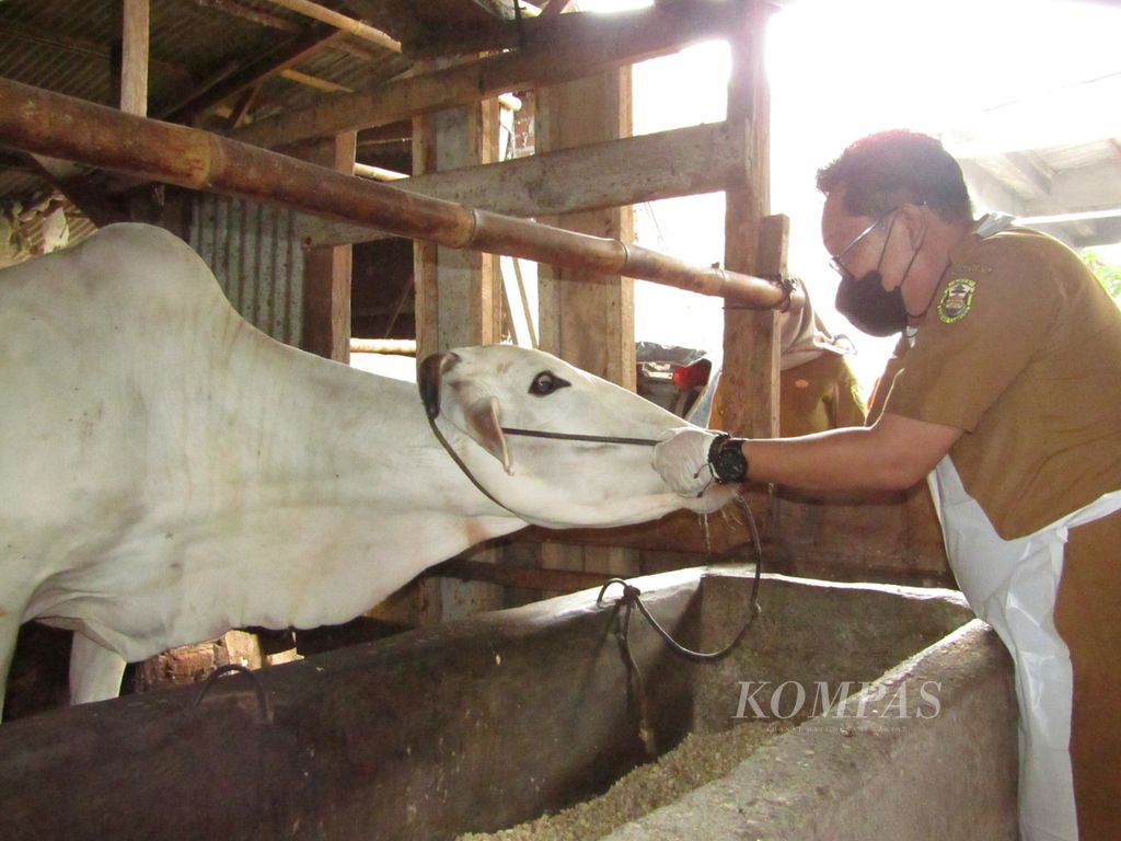 Petugas memberikan vaksin PMK pada sapi milik peternak di Kelurahan Rajabasa Jaya, Kecamatan Rajabasa, Kota Bandar Lampung, Lampung, Selasa (28/6/2022)