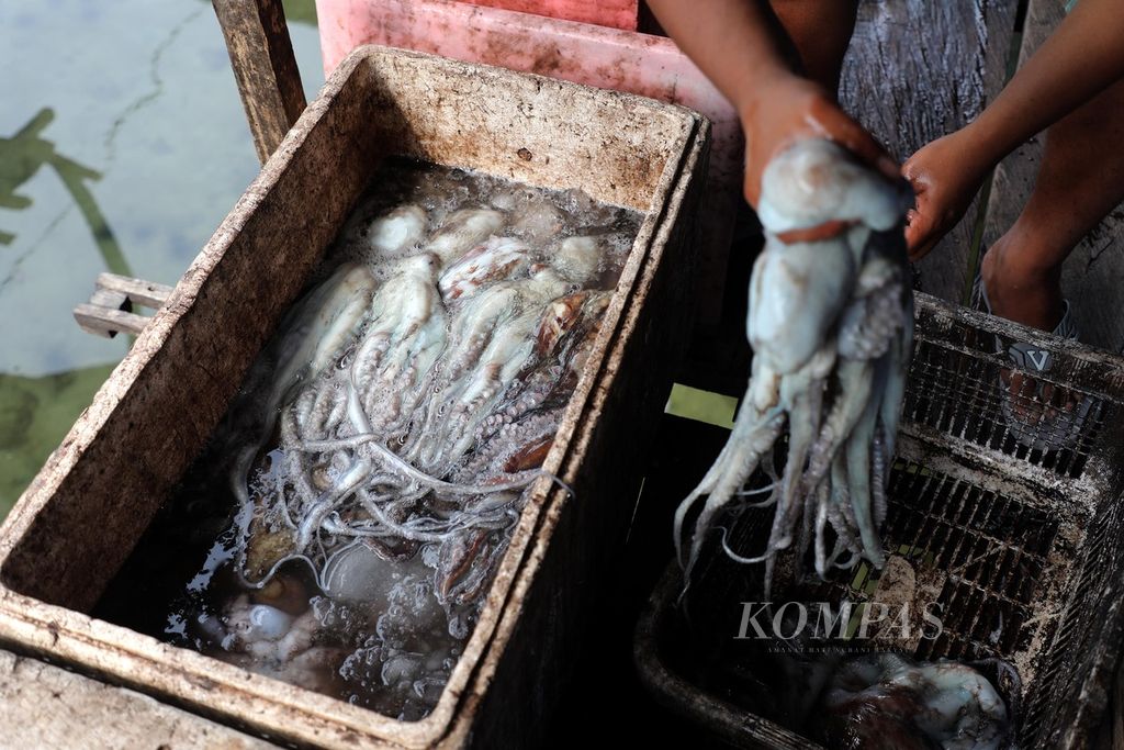 Gurita tangkapan nelayan yang dijual ke pengepul di Kampung Bajo Torosiaje, Popayato, Kabupaten Pohuwato, Provinsi Gorontalo, Jumat (15/7/2022). Sejumlah pengepul di Torosiaje menyepakati hanya membeli gurita dengan ukuran lebih dari 300 gram. Saat ini juga sedang digodok peraturan desa (perdes) yang mengatur tentang berat minimal gurita yang akan ditangkap.