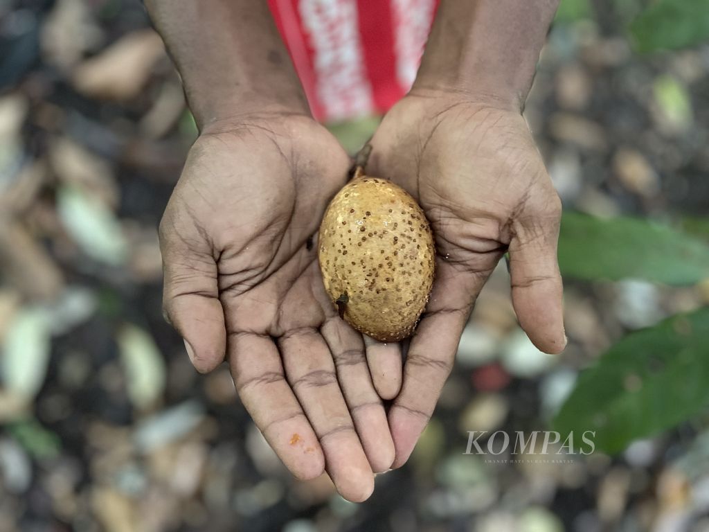 Seorang warga lokal menunjukkan buah pala di perkebunan masyarakat Kampung Brokendik, Distrik Fakfak Tengah, Papua Barat, Selasa (28/11/2023). Pala Fakfak atau biasa disebut “pala negeri” (<i>Myristica argentea Warb</i>) berbeda bentuk buah dengan pala Banda (<i>Myristica fragrans Houtt</i>).