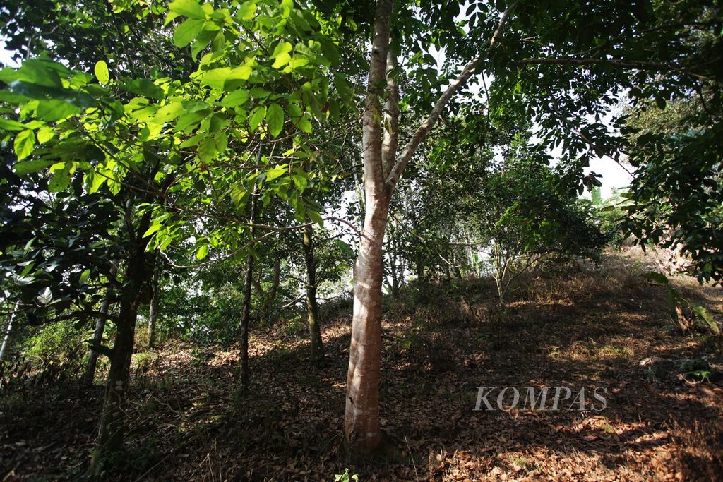 Lokasi kawasan agroforestri di Kecamatan Tenggulun, Kabupaten Aceh Tamiang, Aceh, yang telah ditanami pohon kehutanan, seperti jengkol, durian, dan sengon. Kawasan itu bekas perkebunan kelapa sawit yang dibuka secara ilegal oleh perusahaan.