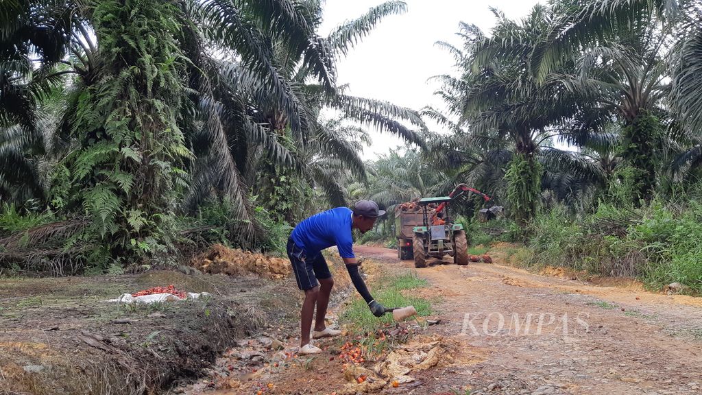 Salah satu buruh kebun sawit sedang bekerja di salah satu perusahaan perkebunan di Kabupaten Gunung Mas, Kalimantan Tengah, Sabtu (22/7/2023).