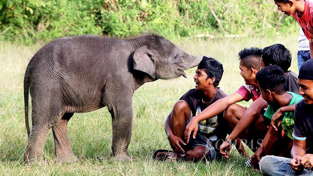 Warga bermain dengan Intan, bayi gajah sumatera yang berusia tiga bulan, di Conservation Response Unit (CRU), Trumon, Aceh Selatan, Aceh, Rabu (10/5/2017). Populasi gajah sumatera di Aceh kian menyusut akibat perburuan dan menyempitnya habitat. Jumlah populasi gajah di Aceh diperkirakan tersisa 500 ekor.