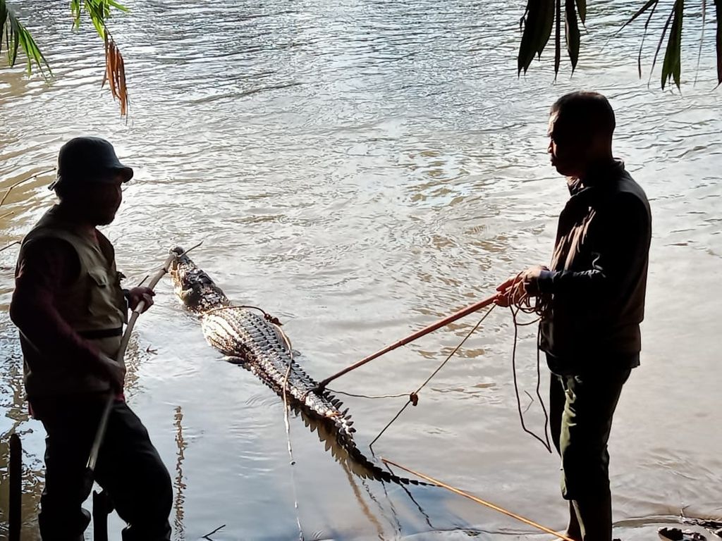 Petugas BKSDA bersama warga saat mengevakuasi seekor buaya muara (<i>Crocodylus porosus</i>) sepanjang sekitar 3 meter dari Sungai Way Semaka di Pekon Sripurnomo, Kecamatan Way Semaka, Kabupaten Tanggamus, Lampung, Kamis (27/6/2024). 