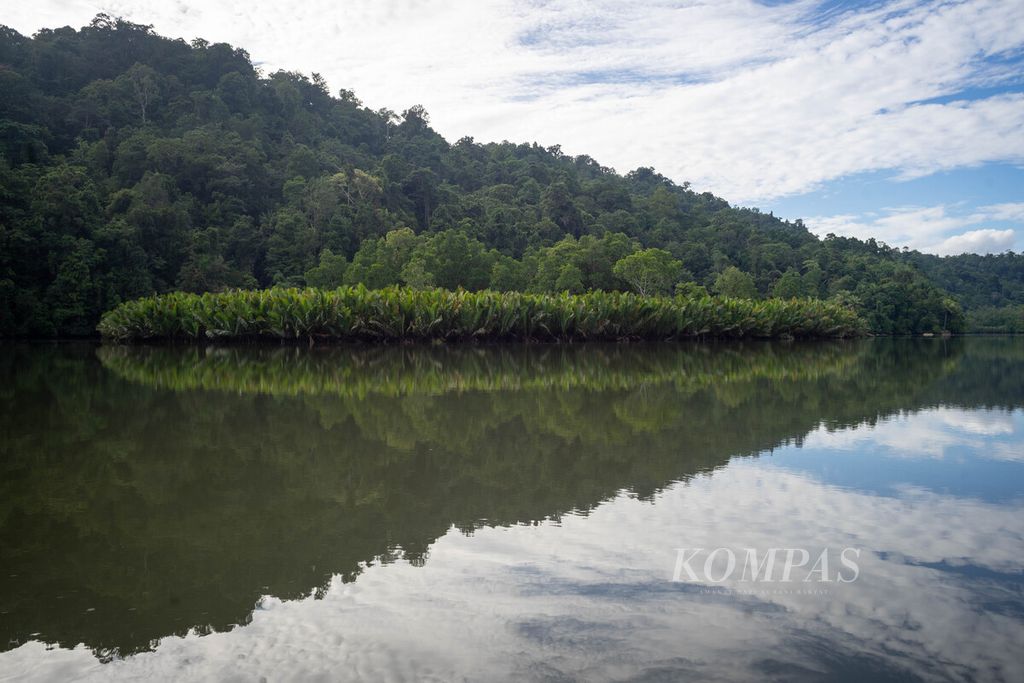 Hutan mangrove yang berpadu dengan hutan sagu menjadi wilayah tangkap warga untuk menangkap kepiting bakau dan rajungan di Kampung Mandoni, Distrik Kokas, Kabupaten Fakfak, Papua Barat, Selasa (27/6/2023).