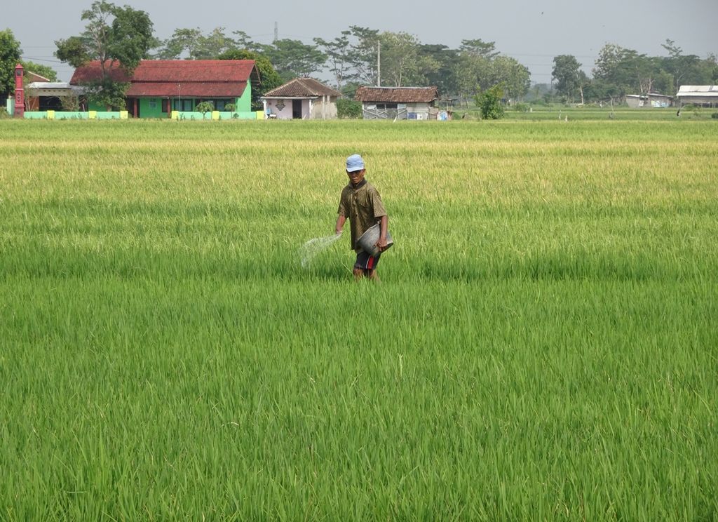 Petani memberi pupuk pada tanaman padi di Desa Sukorejo, Kecamatan Wonosari, Klaten, Jawa Tengah, Selasa (3/12/2019).