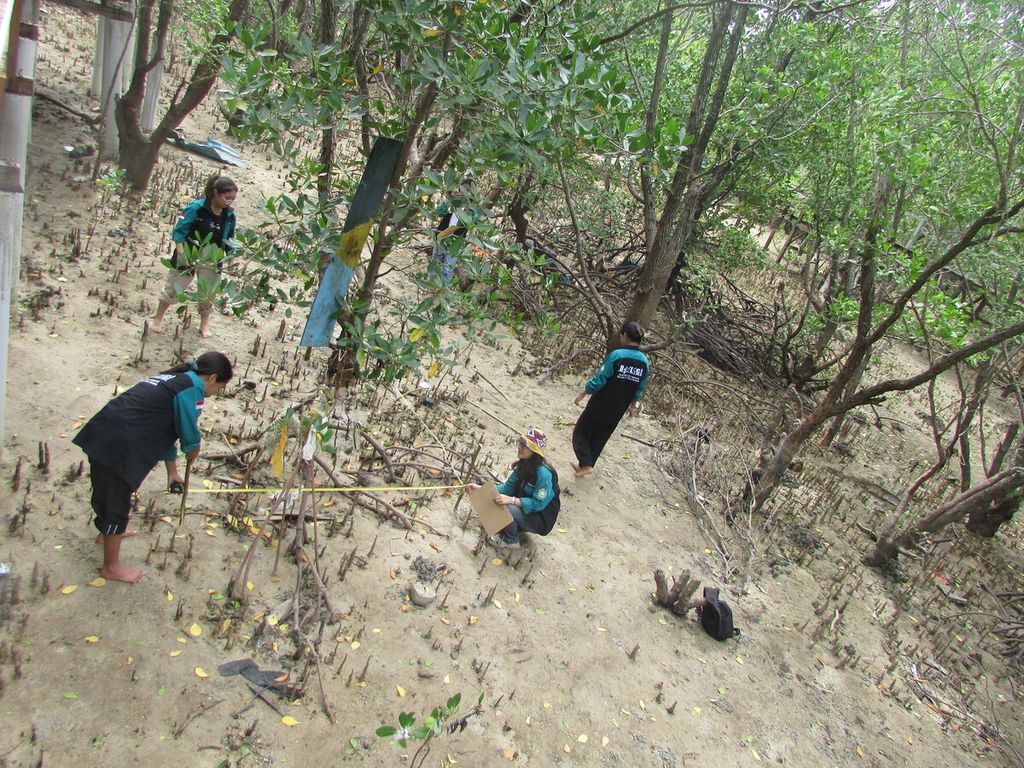 Mahasiswa Biologi Universitas Nusa Cendana, Kupang, NTT, Sabtu (20/4/2024), meneliti mangrove.
